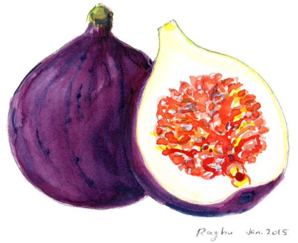 Инжир иллюстрация