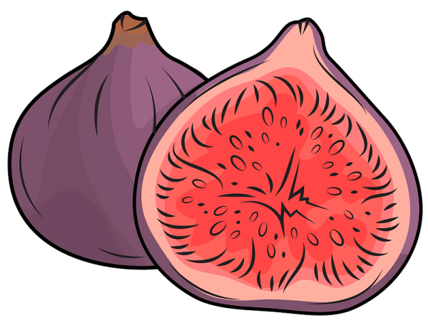 Инжир вектор