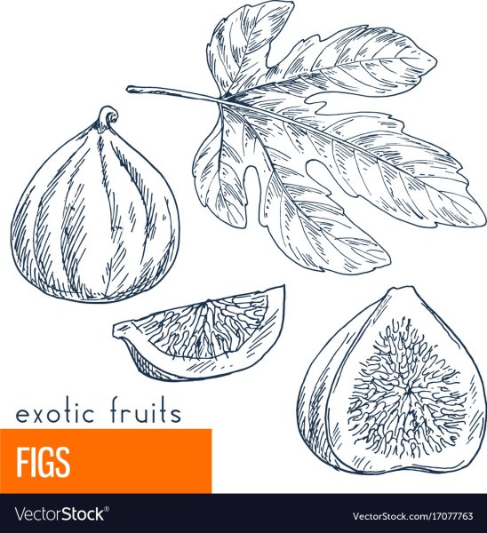 Инжир раскраска