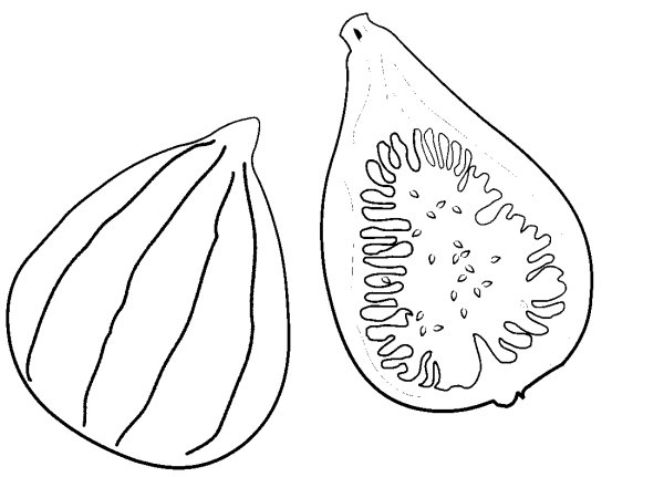 Инжир иллюстрация