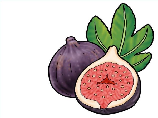 Инжир иллюстрация