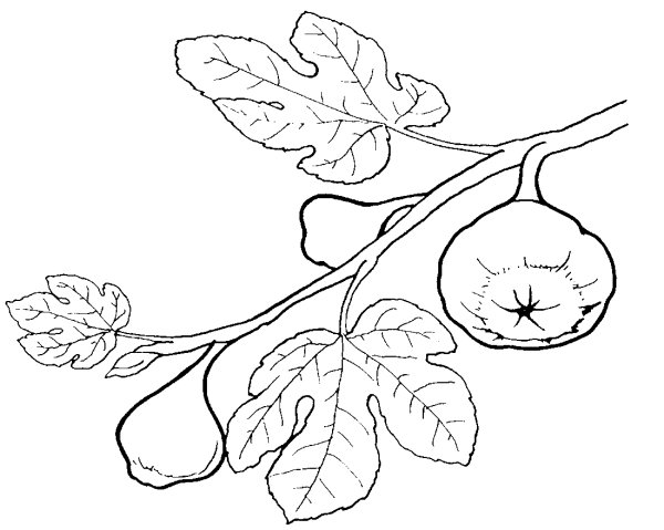 Инжир рисунок карандашом