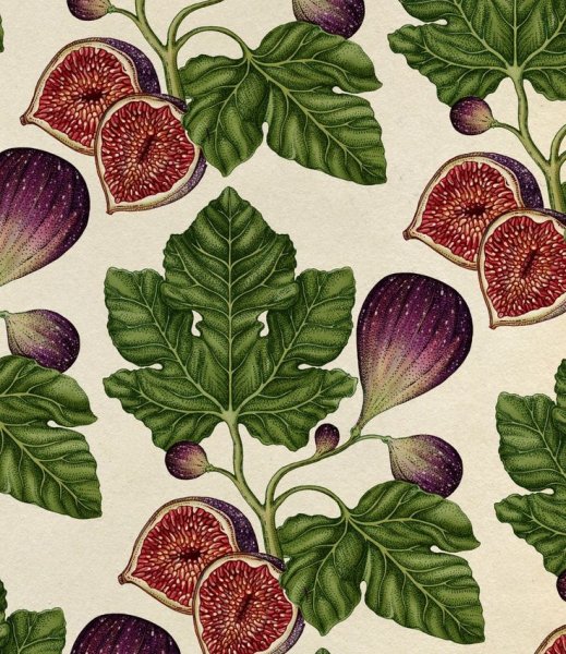 Инжир скетч