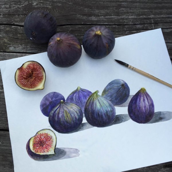 Инжир референс