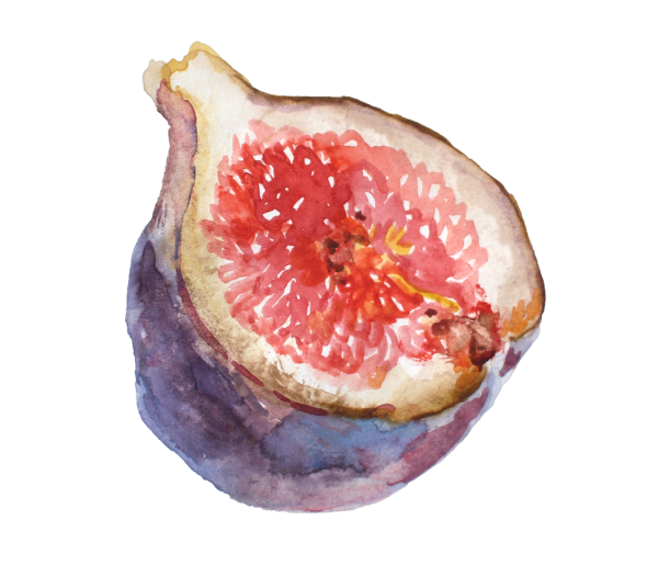 Смоковница обыкновенная Фармакогнозия