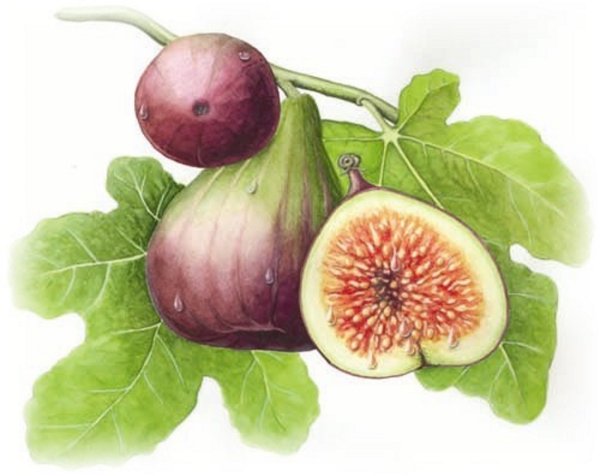 Инжир картина маслом