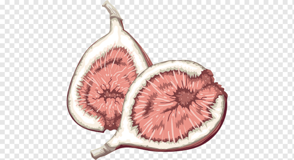 Инжир раскраска