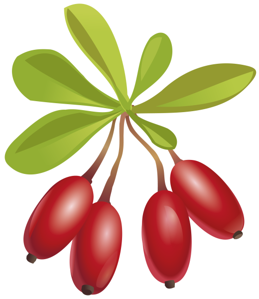 Барбарис Тунберга без фона