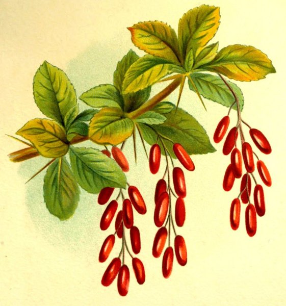 Барбарис обыкновенный Фармакогнозия