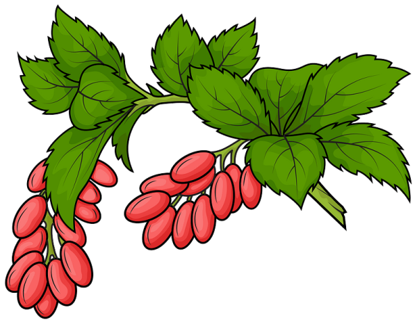 Барбарис ягоды вектор