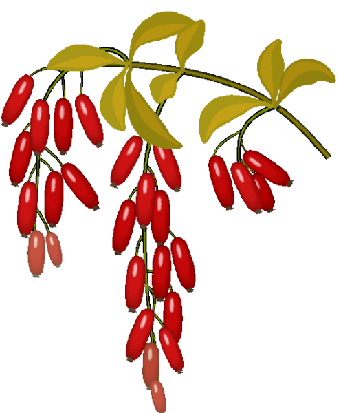 Ветка кизила