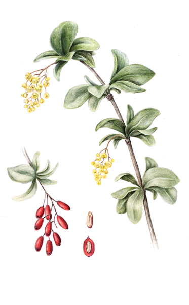 Барбарис обыкновенный побеги