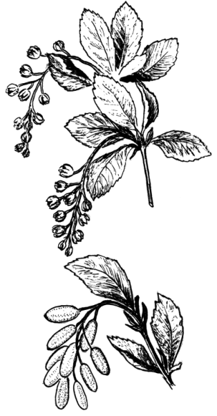 Листья барбариса обыкновенного Фармакогнозия