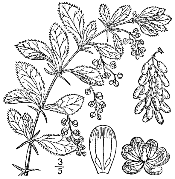 Барбарис раскраска для детей