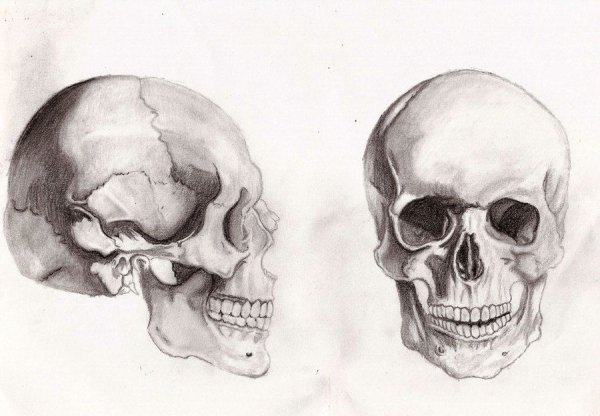 Анатомические зарисовки черепа