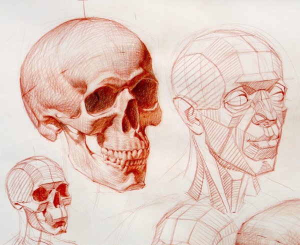 Готфрид Баммес анатомия головы