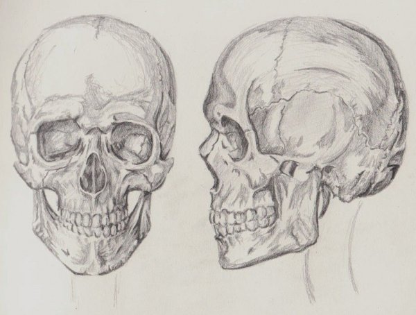 Череп набросок