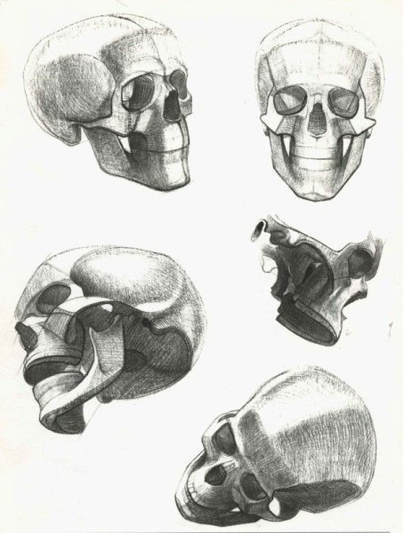 Готфрид Баммес голова