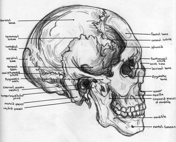 Череп анатомия
