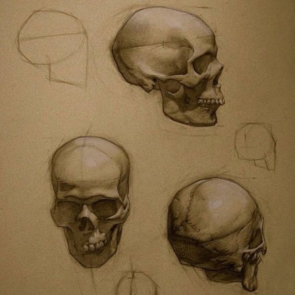 Кости черепа Баммес