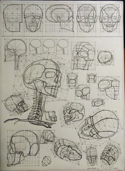 Анатомия Бамеса череп