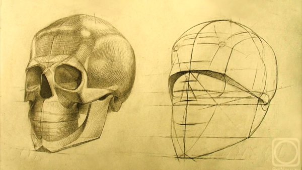 Готфрид Баммес голова и строение черепа