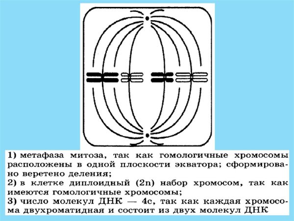 Метафаза митоза ЕГЭ