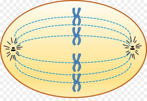 Метафаза митоза