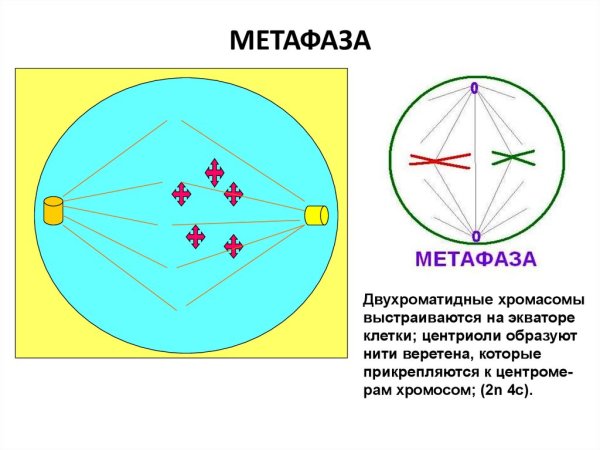 Метафаза схематическое изображение