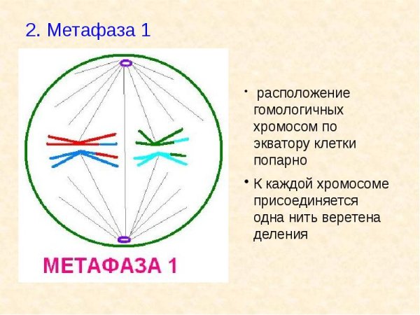 Метафаза 2 мейоза набор хромосом