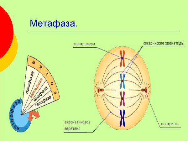 Метафаза 2 процессы