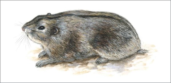 Степная пеструшка