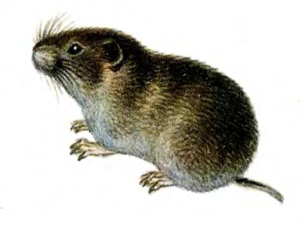 Лесной лемминг красная книга