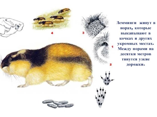 Норы леммингов