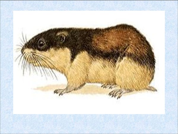 Лемминг на белом фоне