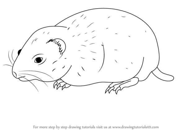 Лемминг раскраска для детей