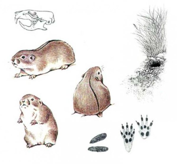 Пеструшка Степная * Lagurus Lagurus