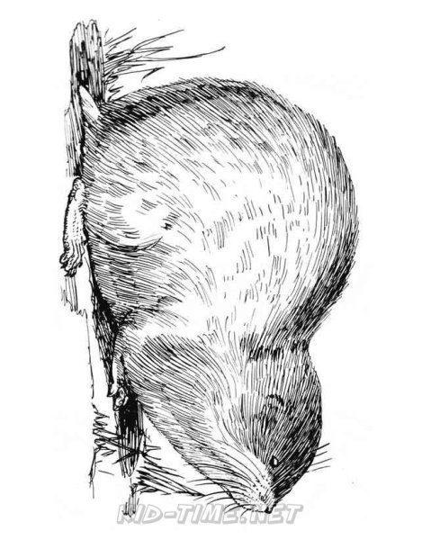 Лемминг раскраска