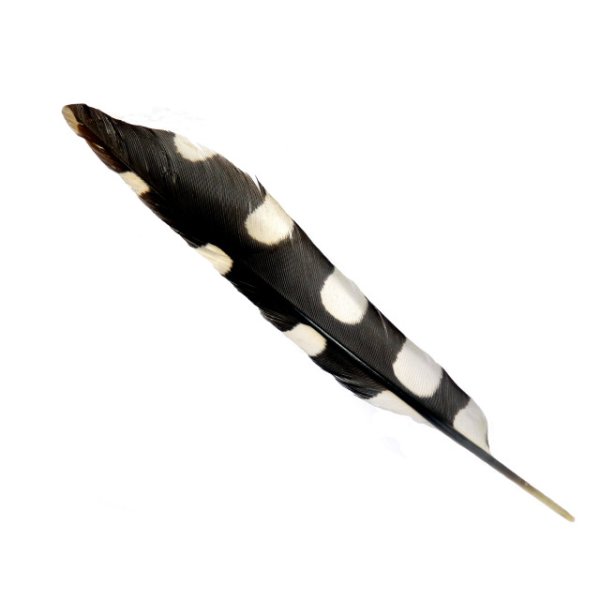 Перо пестрого дятла