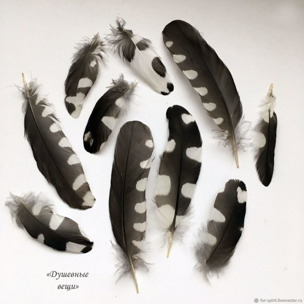 Перья птиц дятел