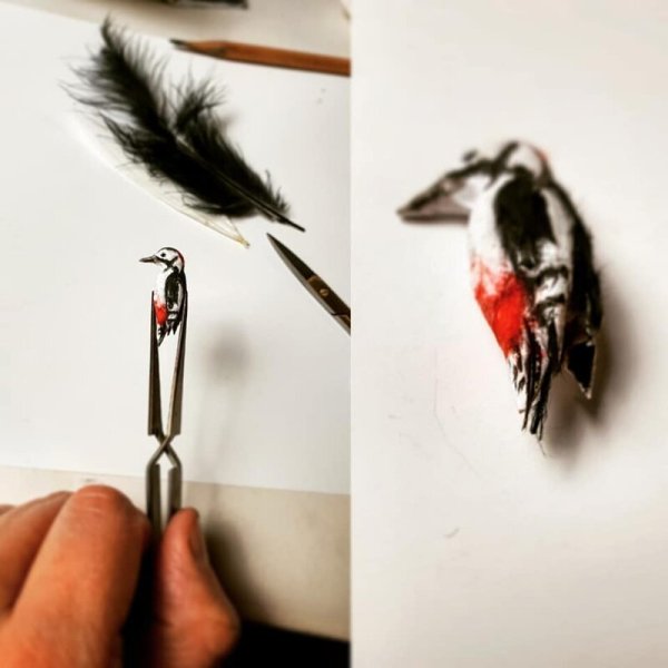 Перья большого пестрого дятла