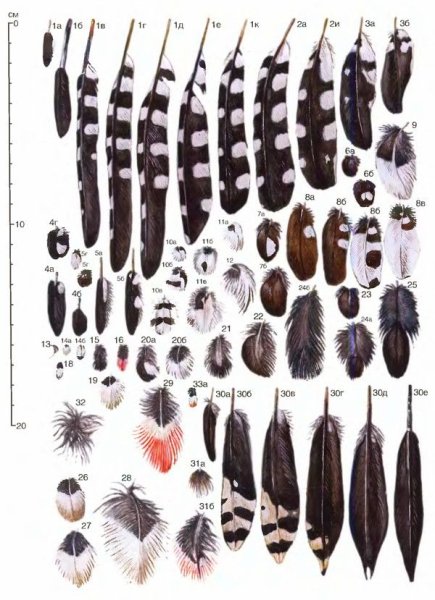 Название перьев