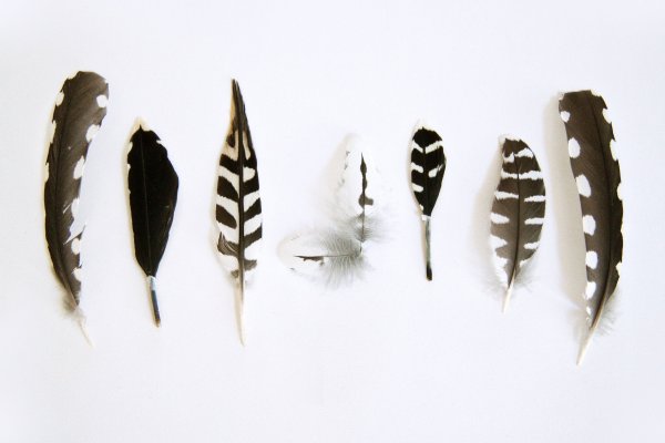 Перо вид сверху