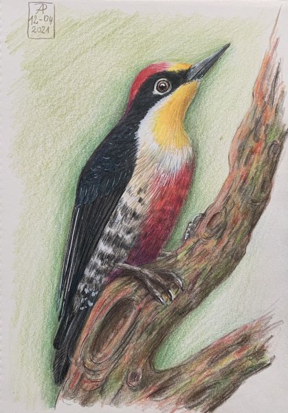 Перья птиц дятел