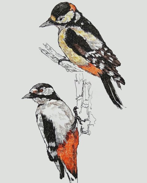 Императорский дятел рисунок карандашом