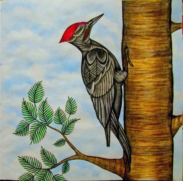 Дятел эскиз