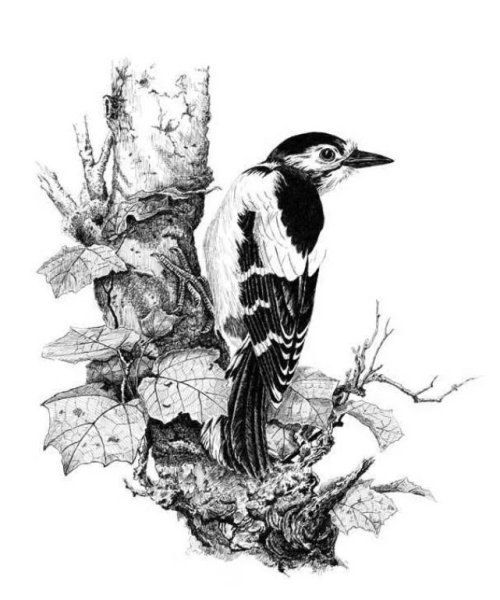 Строение крыла птицы схема