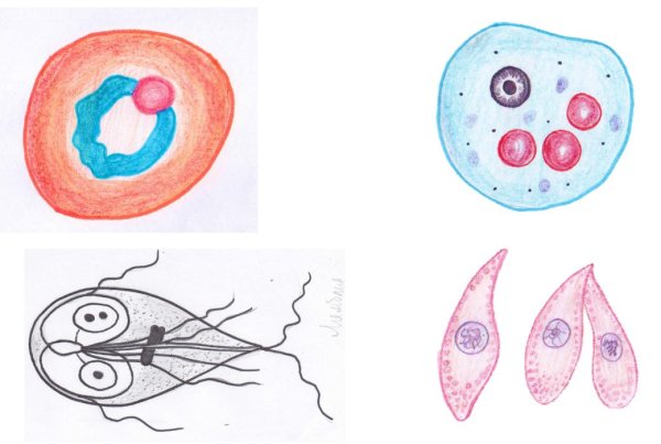 Плазмодий паразит