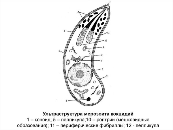 Малярийный плазмодий стро