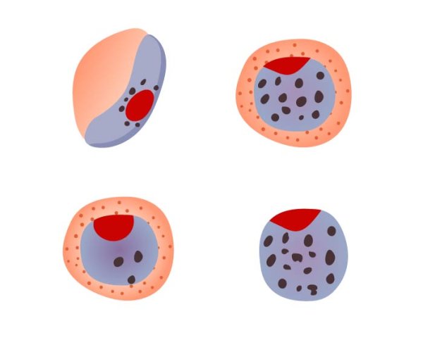 Малярийный плазмодий циста